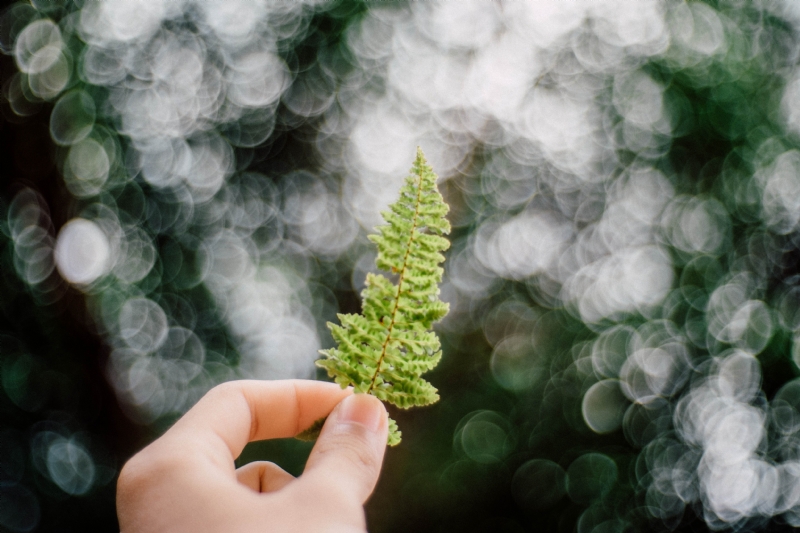 kawin-harasai-oHDQ_bWiQ3o-unsplash2914.jpg 方案配图,色彩意境,绿色,