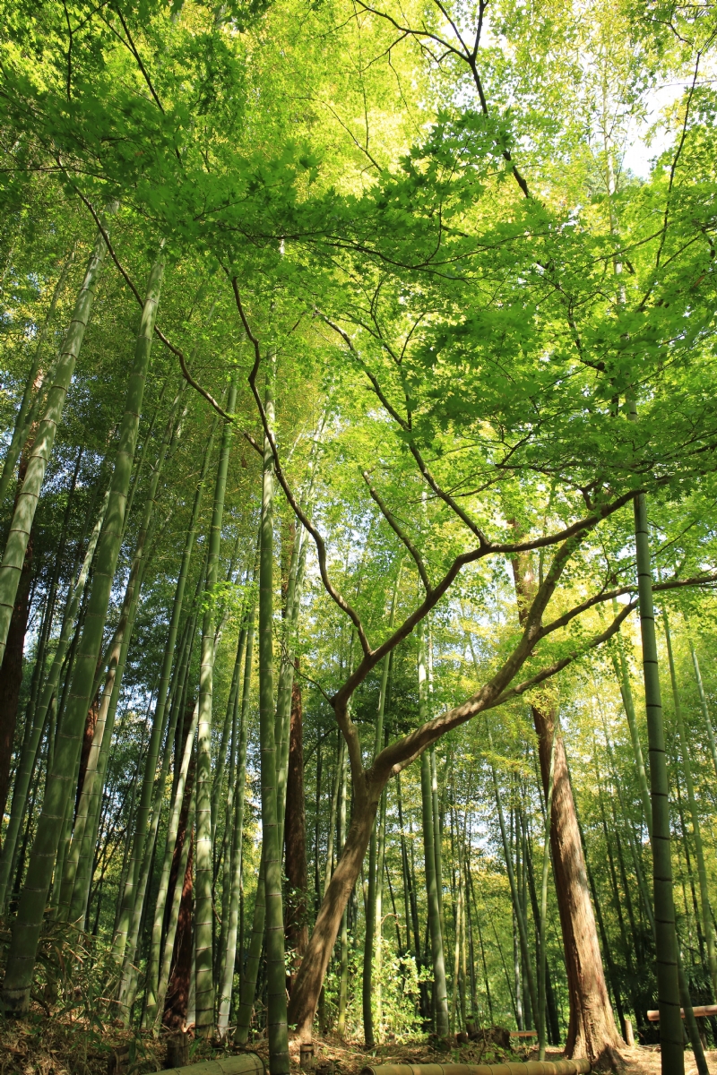 kazuend-p4orVxNl5Ko-unsplash881d.jpg 方案配图,色彩意境,绿色,