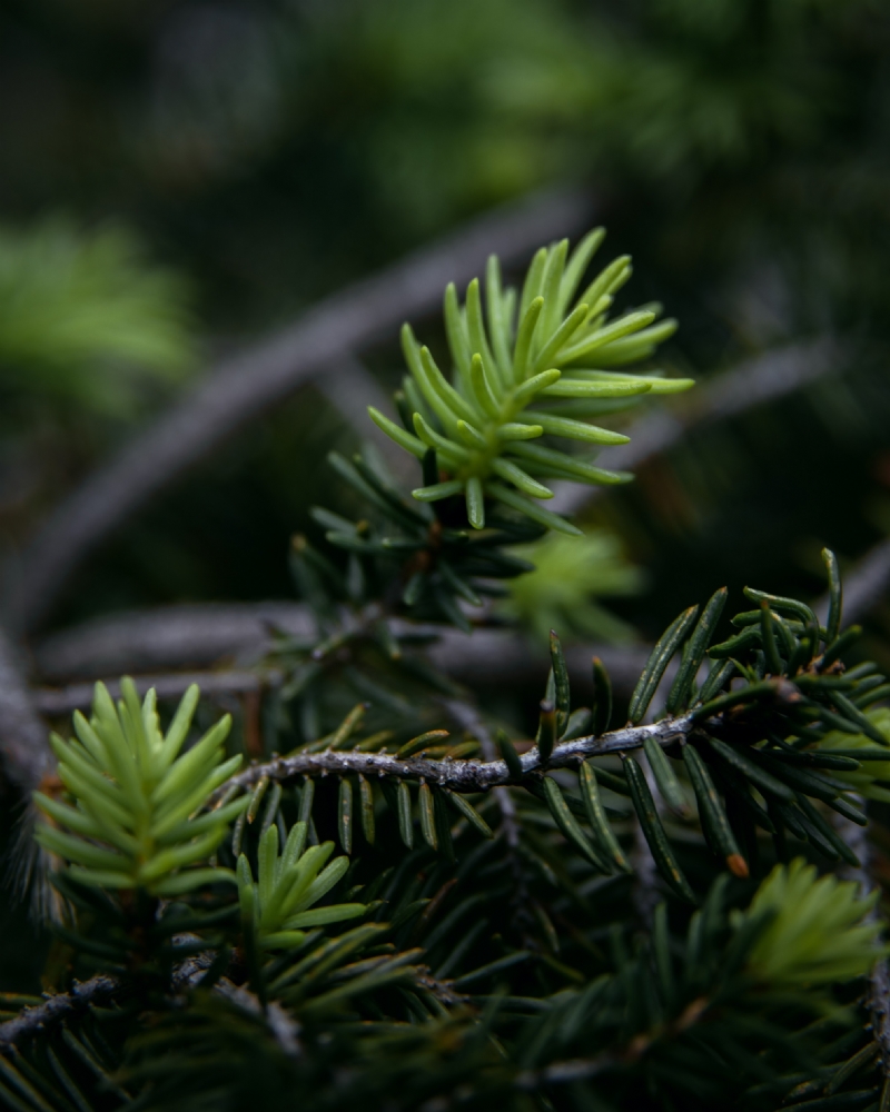 kirill-pershin-4EqM2X3Nksc-unsplash4f63.jpg 方案配图,色彩意境,绿色,