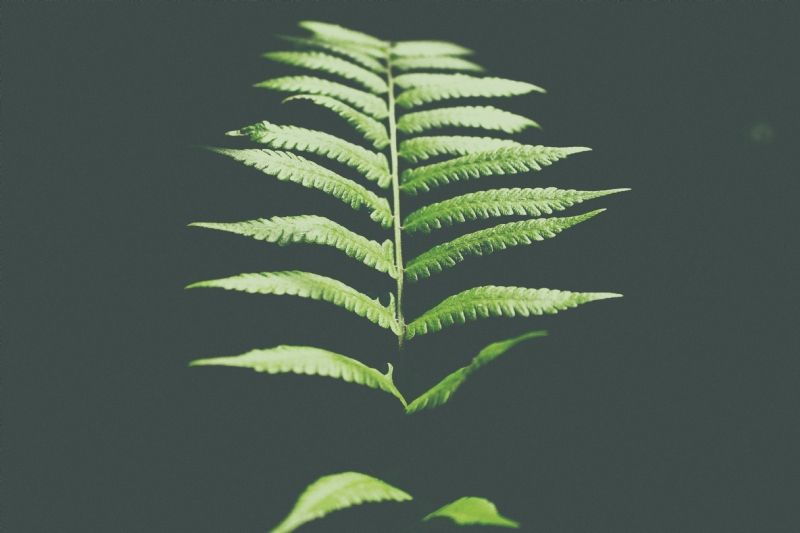 larm-rmah-zUzRxOWAQDE-unsplashdfd3.jpg 方案配图,色彩意境,绿色,