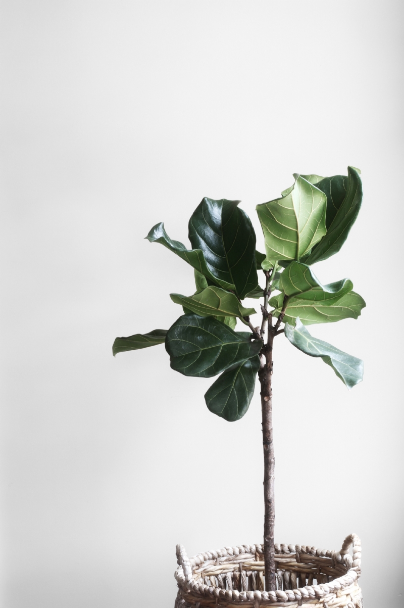 lauren-mancke-DpphPG9ENsI-unsplash72eb.jpg 方案配图,色彩意境,绿色,