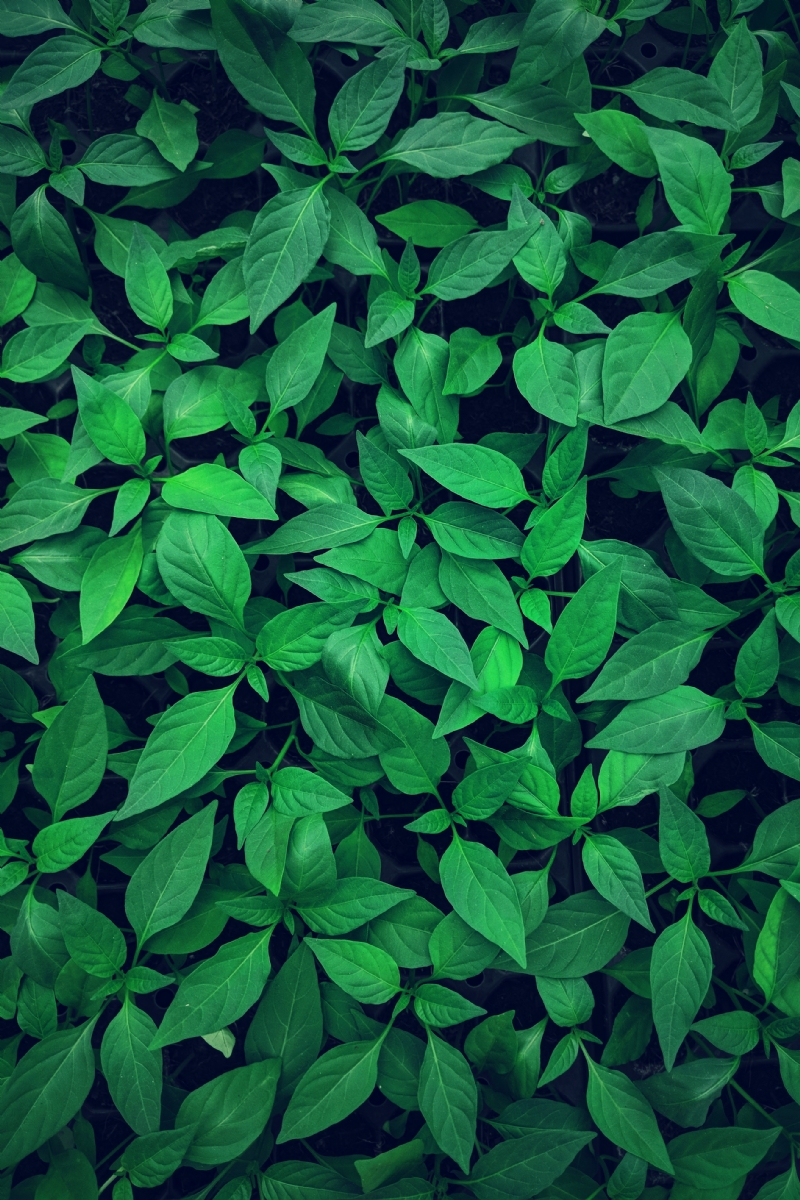 lawrence-kayku-frWOcVisp8U-unsplash8f3f.jpg 方案配图,色彩意境,绿色,