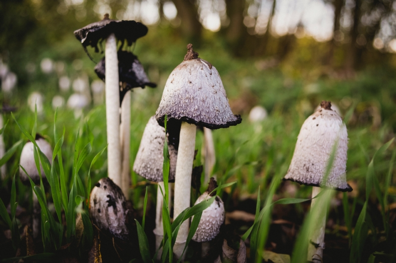 markus-spiske-SIQHs8HdxwM-unsplash7d37.jpg 方案配图,色彩意境,绿色,