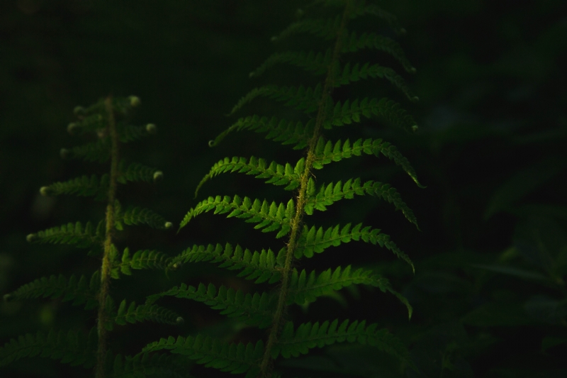 mike-erskine-_1fJnRQWkOc-unsplash076c.jpg 方案配图,色彩意境,绿色,