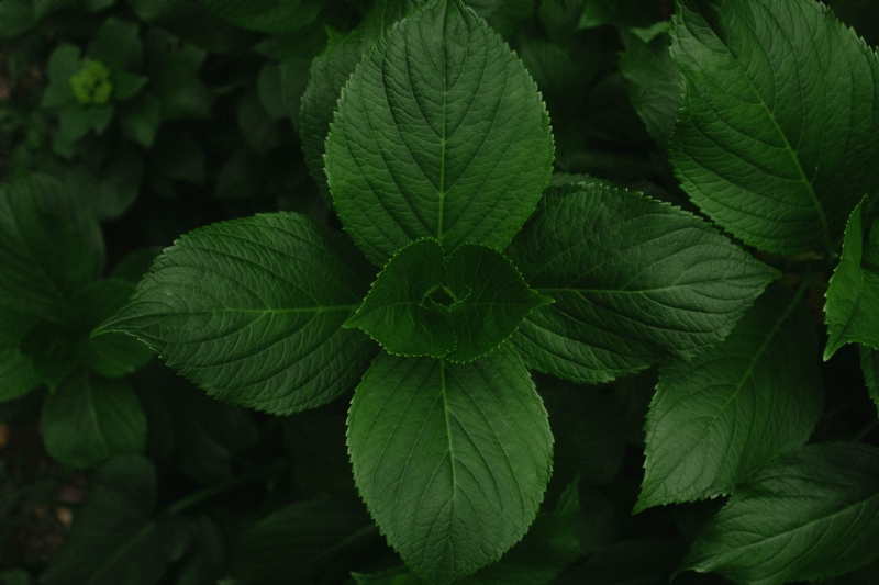 nrd-uUHXNjRzBLA-unsplashf2e7.jpg 方案配图,色彩意境,绿色,