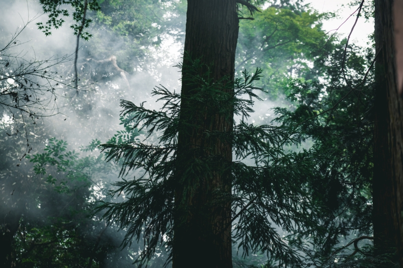remi-bertogliati-QDfIUKrZFtU-unsplash67af.jpg 方案配图,色彩意境,绿色,