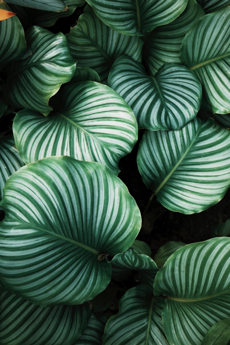 ren-ran-bBiuSdck8tU-unsplash202b.jpg 方案配图,色彩意境,绿色,