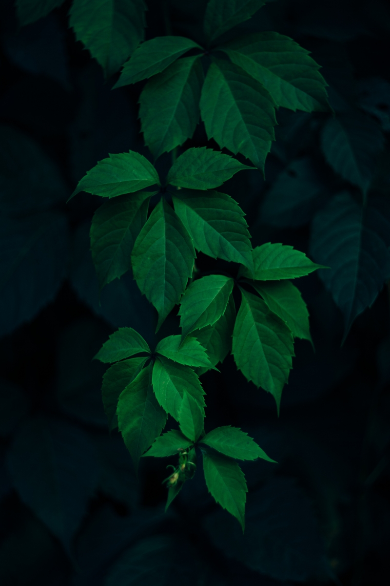 rodion-kutsaev-049M_crau5k-unsplash71ca.jpg 方案配图,色彩意境,绿色,