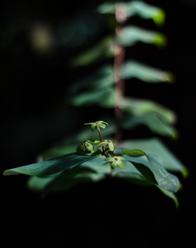 rui-silvestre-8dgV-N_tXb8-unsplash2956.jpg 方案配图,色彩意境,绿色,