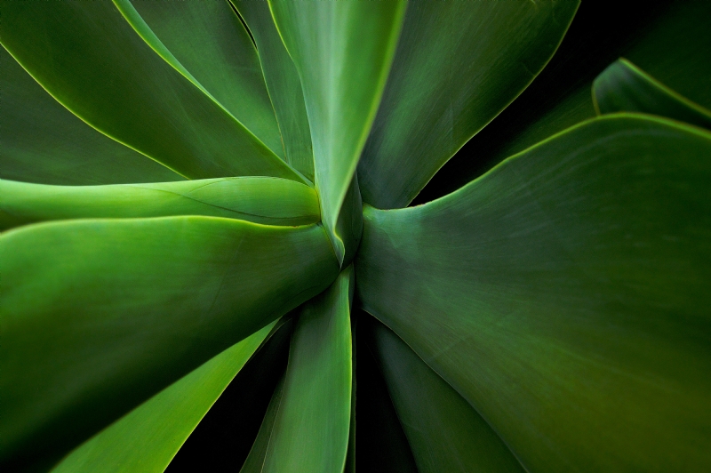 rui-silvestre-c-L8_mqafP0-unsplash17fb.jpg 方案配图,色彩意境,绿色,