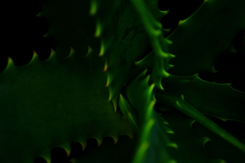 rui-silvestre-NNpgj2sbkWM-unsplash7c1c.jpg 方案配图,色彩意境,绿色,