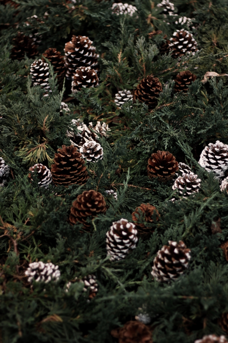 shirin-kavakebi-kt8Sn8T7Zes-unsplash76e3.jpg 方案配图,色彩意境,绿色,