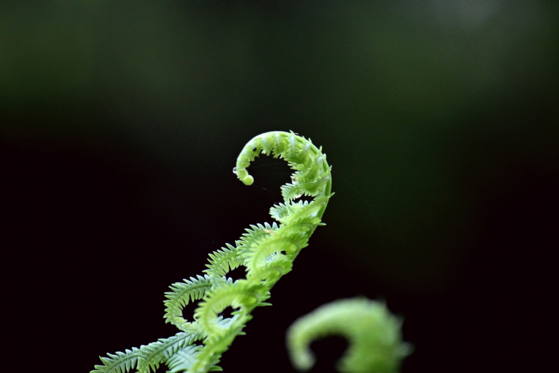 wes-carpani-rAXFt2G3ICM-unsplash18d8.jpg 方案配图,色彩意境,绿色,