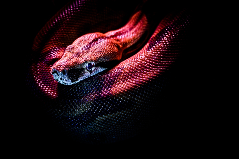 jan-kopriva-p1SKuYXxqec-unsplash7713.jpg 方案配图,色彩意境,红色,