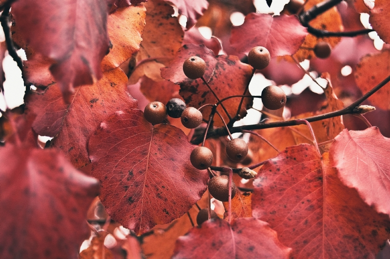 joshua-michaels-FOgxRVxjGSs-unsplash4294.jpg 方案配图,色彩意境,红色,