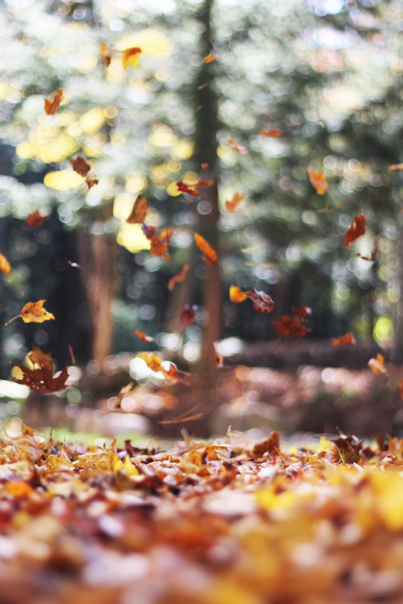 autumn-mott-rodeheaver-SPd9CSoWCkY-unsplashc9fd.jpg 方案配图,色彩意境,黄色,
