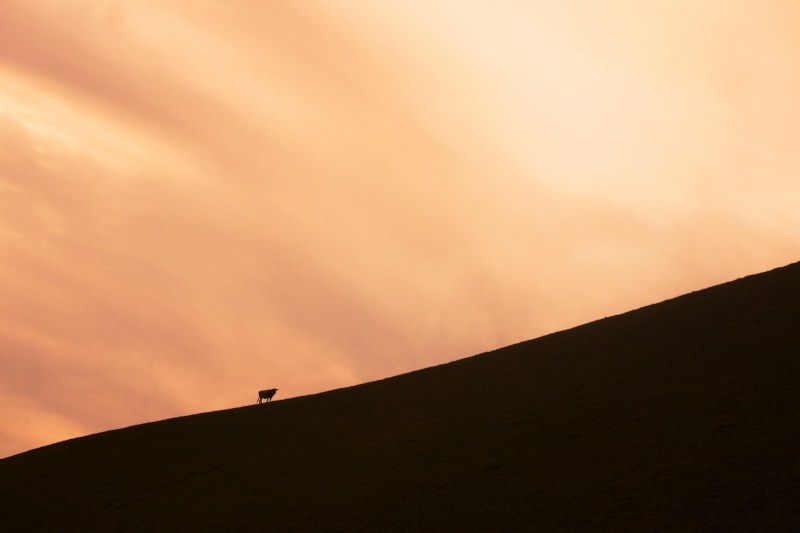 cristina-gottardi-VA0ERaU_y1A-unsplash1f59.jpg 方案配图,色彩意境,黄色,