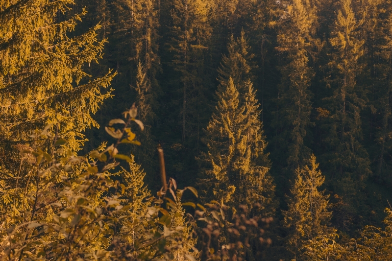 cristina-gottardi-WLCTq-mynZA-unsplash9def.jpg 方案配图,色彩意境,黄色,