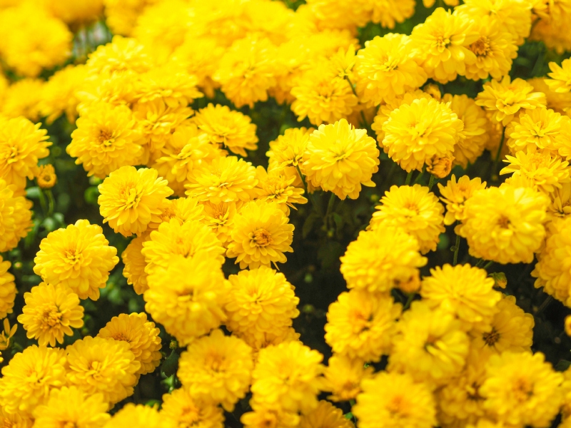 ra-dragon-M7MgVgc6e_E-unsplash2b04.jpg 方案配图,色彩意境,黄色,