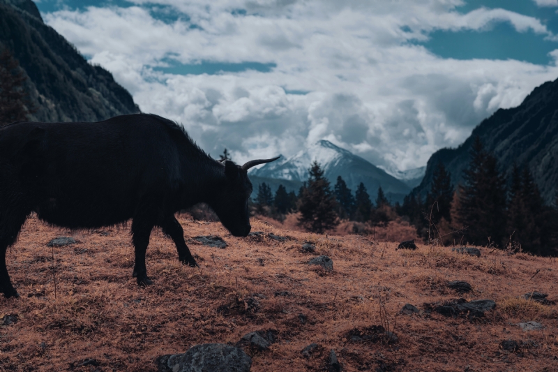cheng-feng-GyD0e4zAEf4-unsplash8ab5.jpg 方案配图,色彩意境,褐色,