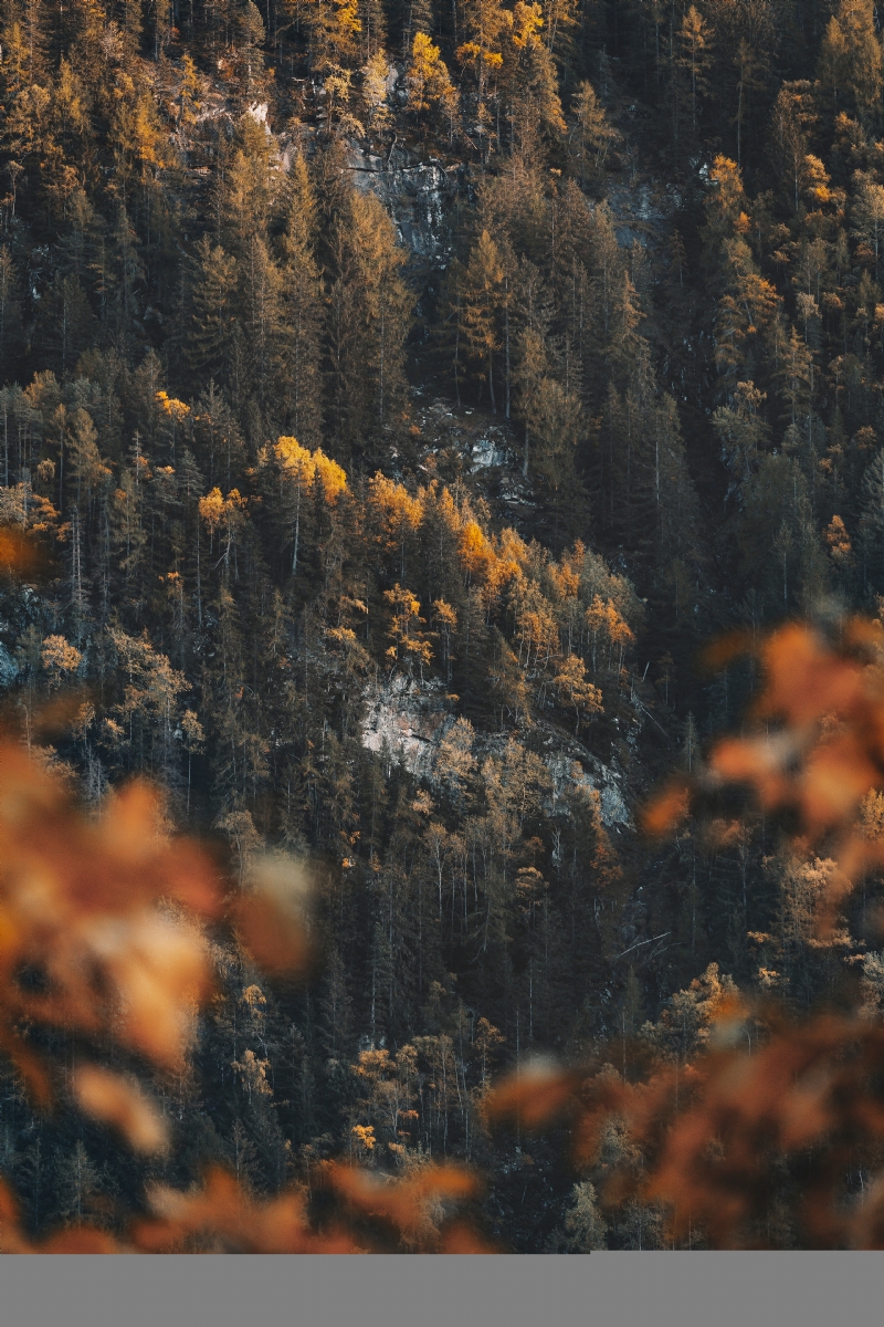 eberhard-grossgasteiger-VDw-nsi5TpE-unsplash804c.jpg 方案配图,色彩意境,褐色,