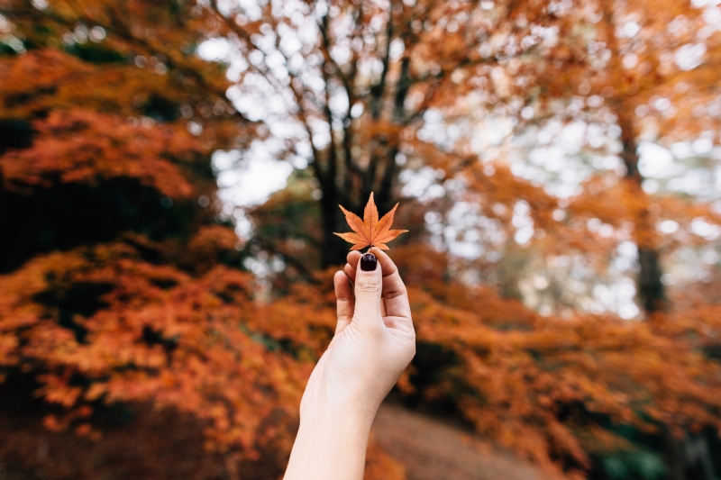 erico-marcelino-nN65rcCooJw-unsplash7666.jpg 方案配图,色彩意境,褐色,