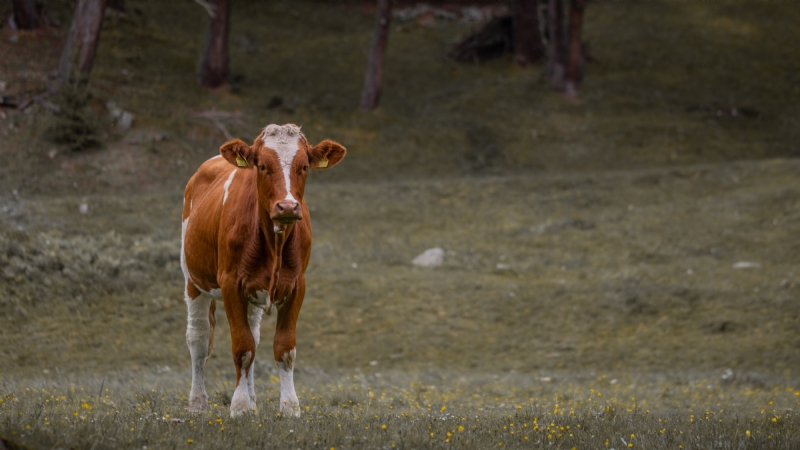 kai-dahms-3VV9yVGExKw-unsplash71e0.jpg 方案配图,色彩意境,褐色,