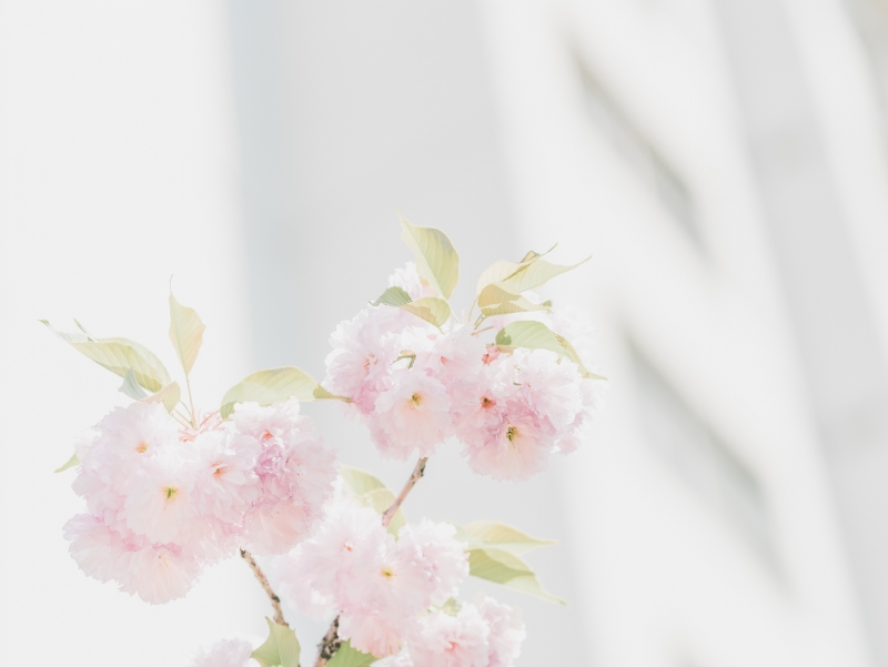 scott-webb-39EnV5YgoAI-unsplash5779.jpg 方案配图,色彩意境,白色,