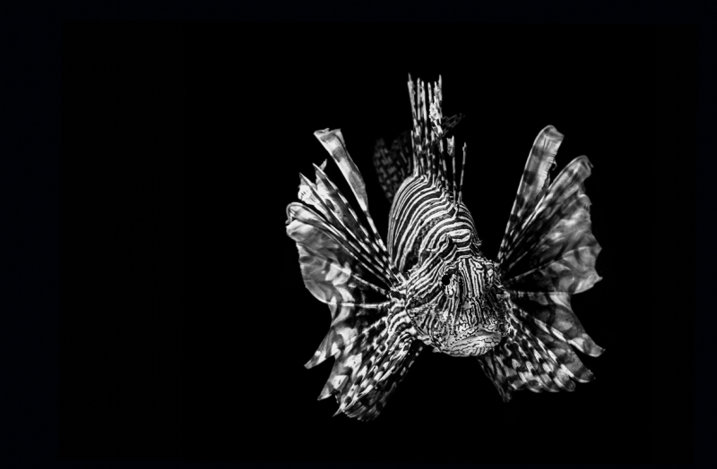 david-clode-s_bnzfJzte8-unsplash7af1.jpg 方案配图,色彩意境,黑色,