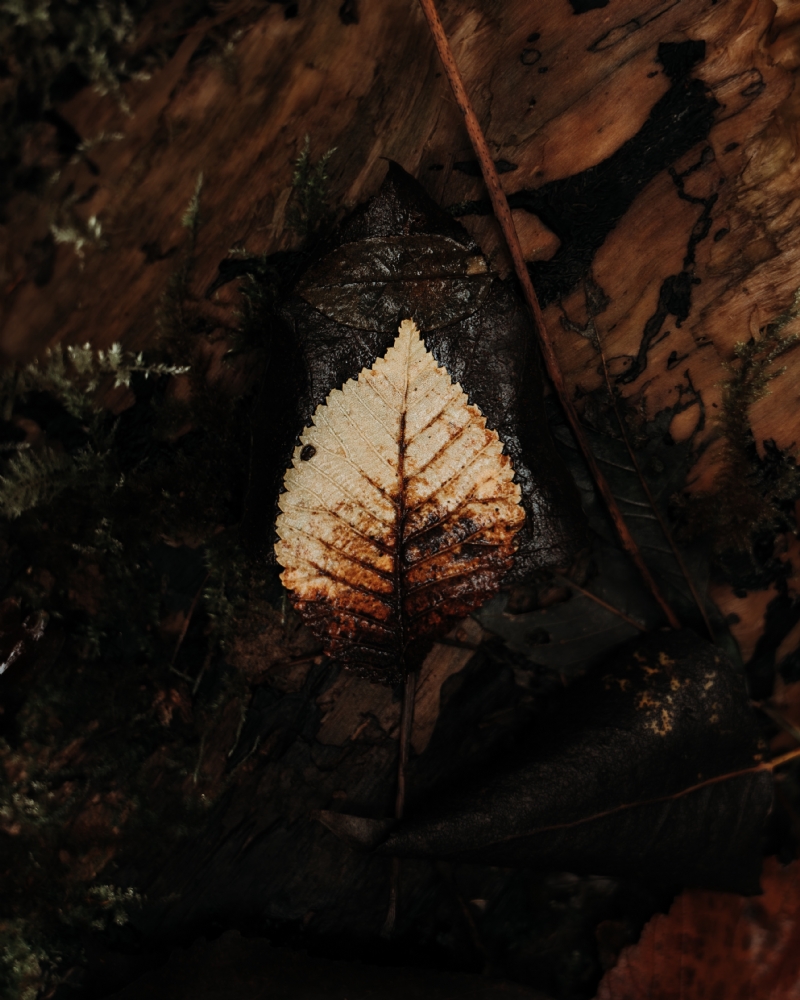 eriks-abzinovs-x6NPvHnGLSc-unsplash8df4.jpg 方案配图,色彩意境,黑色,