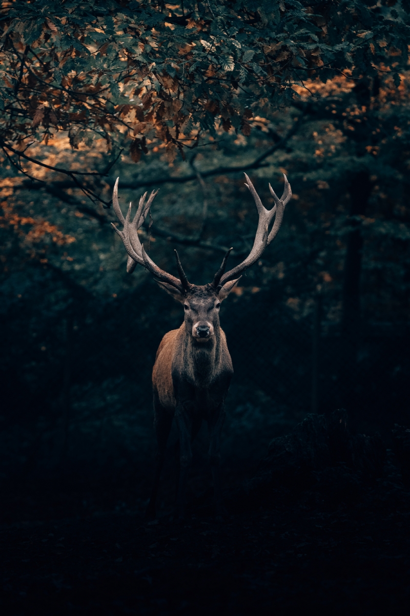 philipp-pilz-iQRKBNKyRpo-unsplashf9a2.jpg 方案配图,色彩意境,黑色,