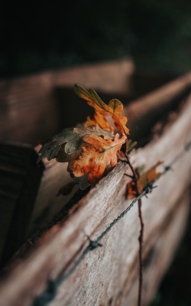 6465677ggfhjscvijverybb-jywNZeQcaVo-unsplash694f.jpg 方案配图,格调渲染,唯美梦幻,