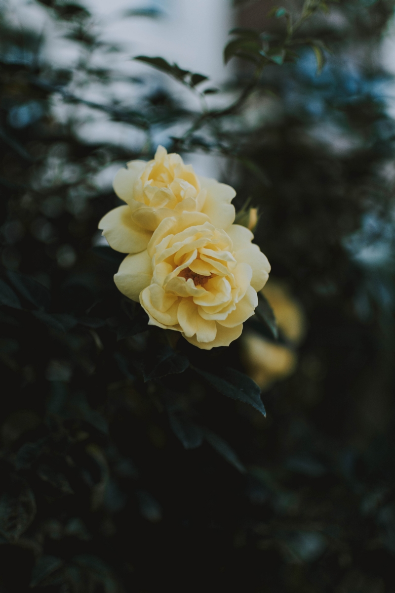 fotografierende-fR25nRDjAZA-unsplashe2ab.jpg 方案配图,格调渲染,唯美梦幻,