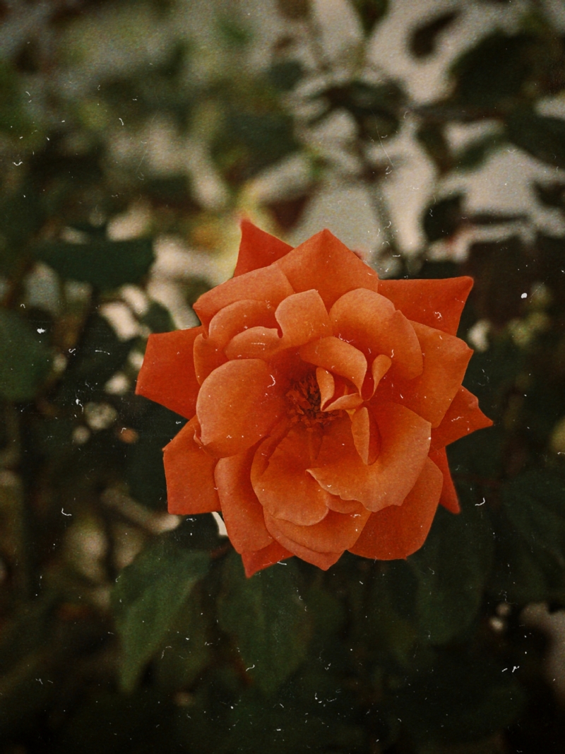jon-tyson-y9sH54QCaqs-unsplash60d3.jpg 方案配图,格调渲染,唯美梦幻,
