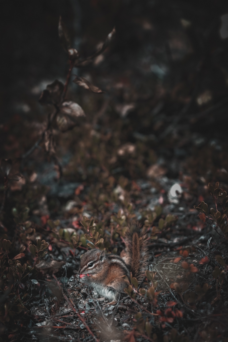 kevin-mueller-unVUb_sk05g-unsplash90d0.jpg 方案配图,格调渲染,唯美梦幻,