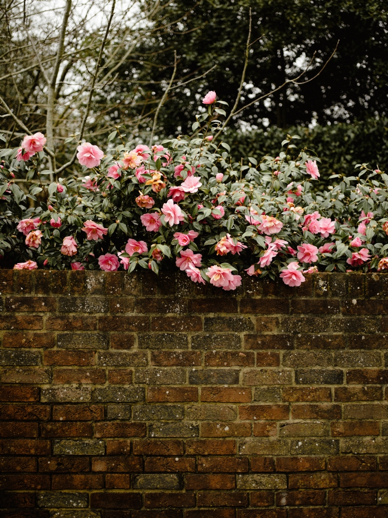 annie-spratt-BKRTrniNo4c-unsplash2b4f.jpg 参考素材,灵感来源,色彩搭配,