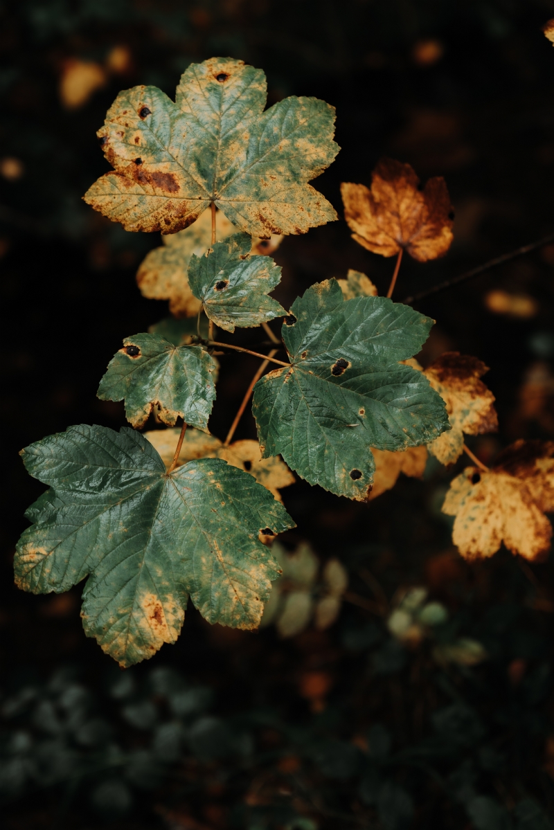 eriks-abzinovs-iDN5SYWF1NY-unsplash64a5.jpg 参考素材,灵感来源,色彩搭配,
