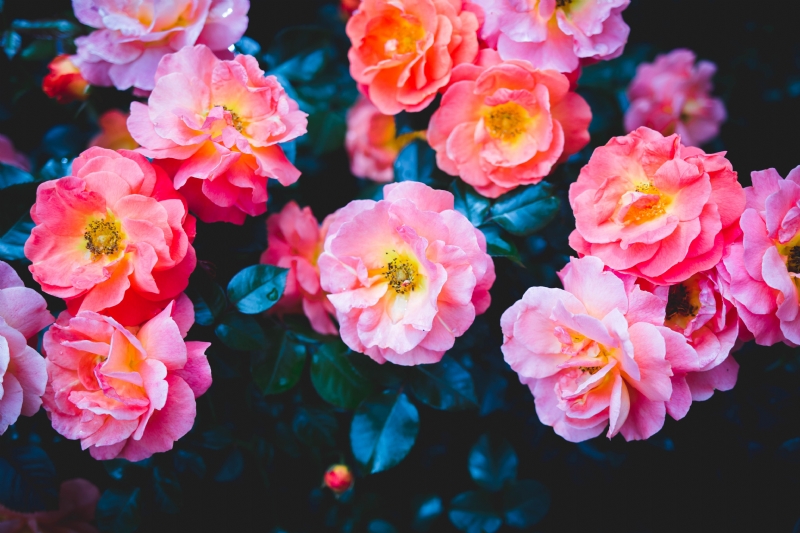 felipe-santana-JLLjPytm9go-unsplash2851.jpg 参考素材,灵感来源,色彩搭配,