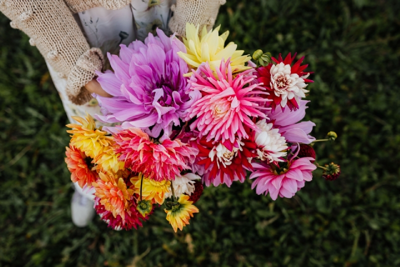 kaboompics_Beautiful colorful dahlia flowers-2.jpg 参考素材,灵感来源,色彩搭配,