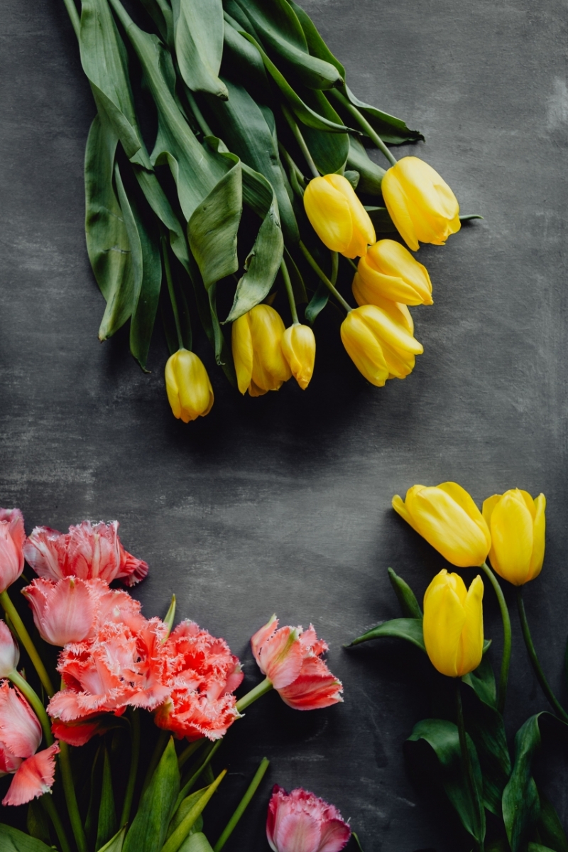 kaboompics_Colorful flowers on grey background with copy space-2.jpg 参考素材,灵感来源,色彩搭配,