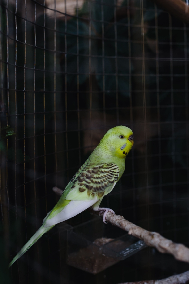kaboompics_Cute colorful budgies in cage.jpg 参考素材,灵感来源,色彩搭配,