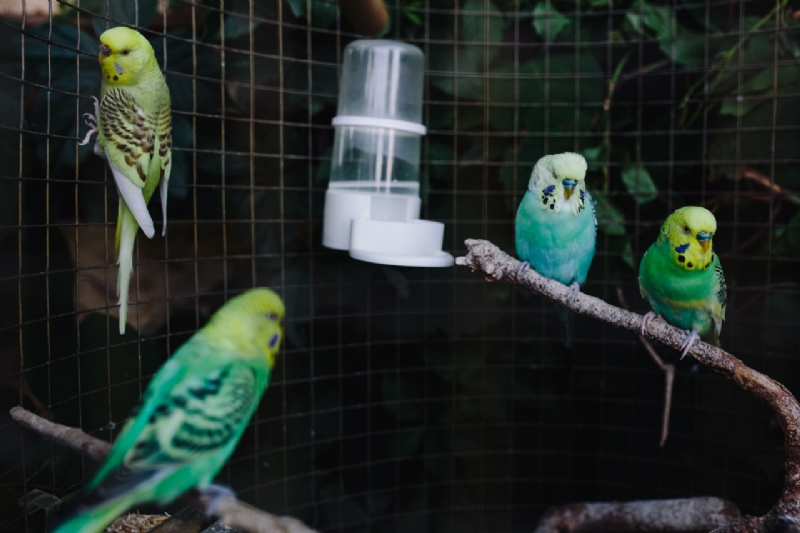 kaboompics_Cute colorful budgies in cage-2.jpg 参考素材,灵感来源,色彩搭配,
