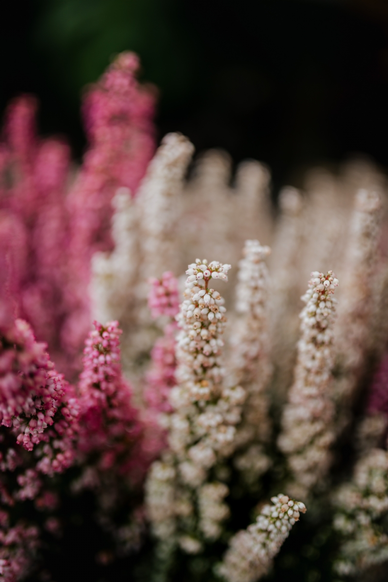 kaboompics_Erica - common names heath and heather.jpg 参考素材,灵感来源,色彩搭配,