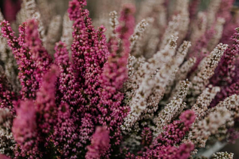 kaboompics_Erica - common names heath and heather-2.jpg 参考素材,灵感来源,色彩搭配,