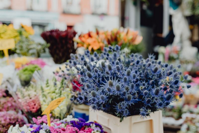 kaboompics_Eryngium - Common names include eryngo and amethyst sea holly.jpg 参考素材,灵感来源,色彩搭配,