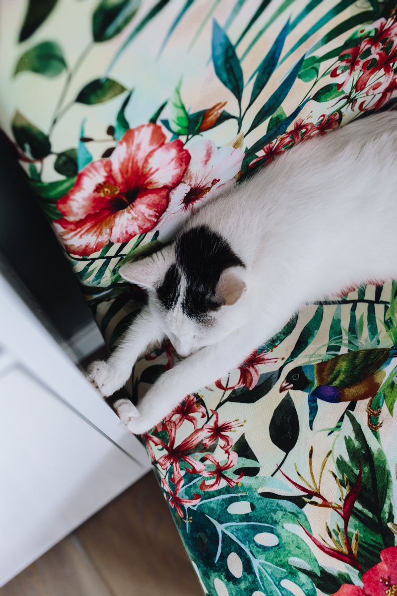 kaboompics_Essential element to support a wall unit - the cat.jpg 参考素材,灵感来源,色彩搭配,