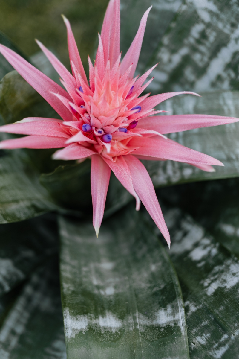 kaboompics_Flowering pot plant Aechmea.jpg 参考素材,灵感来源,色彩搭配,