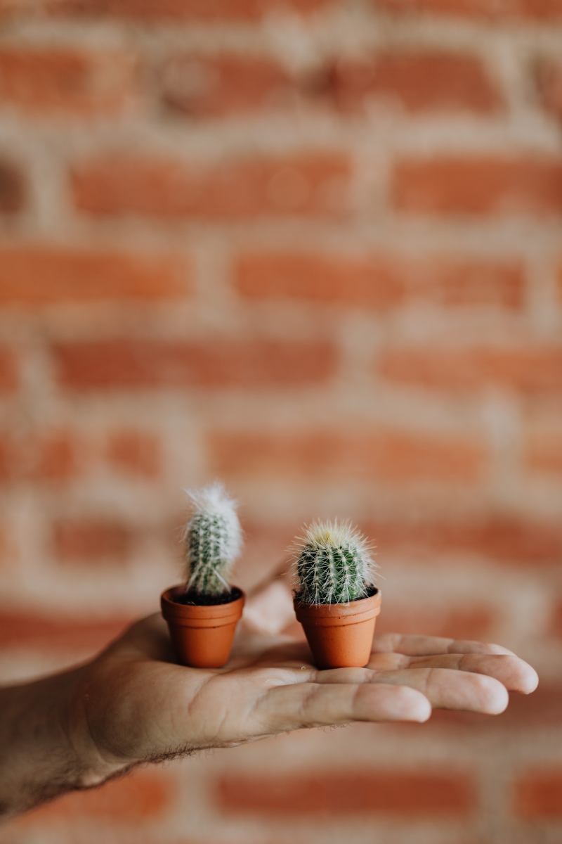 kaboompics_Miniature cacti in clay pots.jpg 参考素材,灵感来源,色彩搭配,