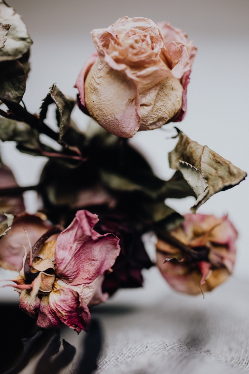 kaboompics_Dried pink roses.jpg 参考素材,灵感来源,色彩搭配,
