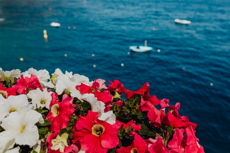 kaboompics_Red and white Petunia flowers.jpg 参考素材,灵感来源,色彩搭配,